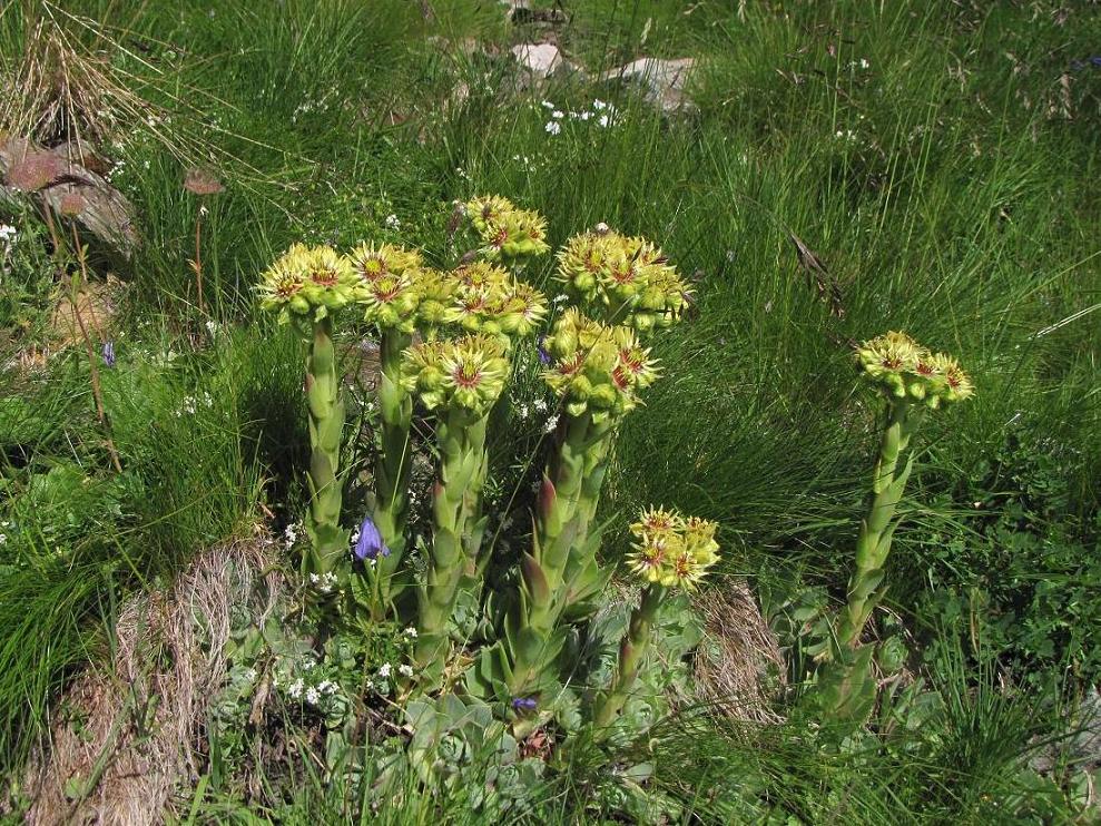 Sentieri ferrati, sentieri fioriti: i fiori dell''Albiolo